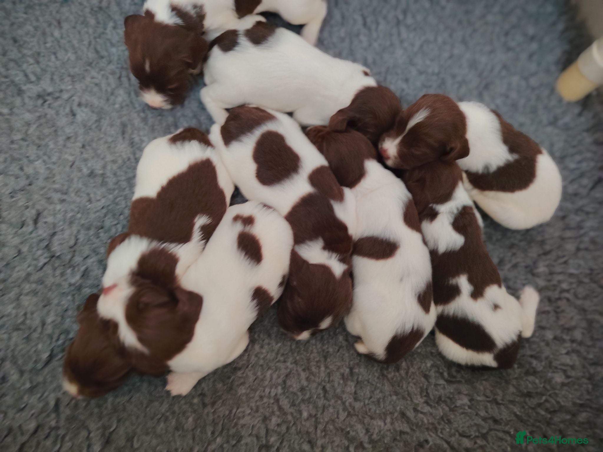 English Springer Spaniel dogs English Springer spaniel puppies - Advert 2