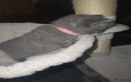 British Shorthair cats for sale: First Litter British Shorthair Pedigree Breed Blue - Image 12