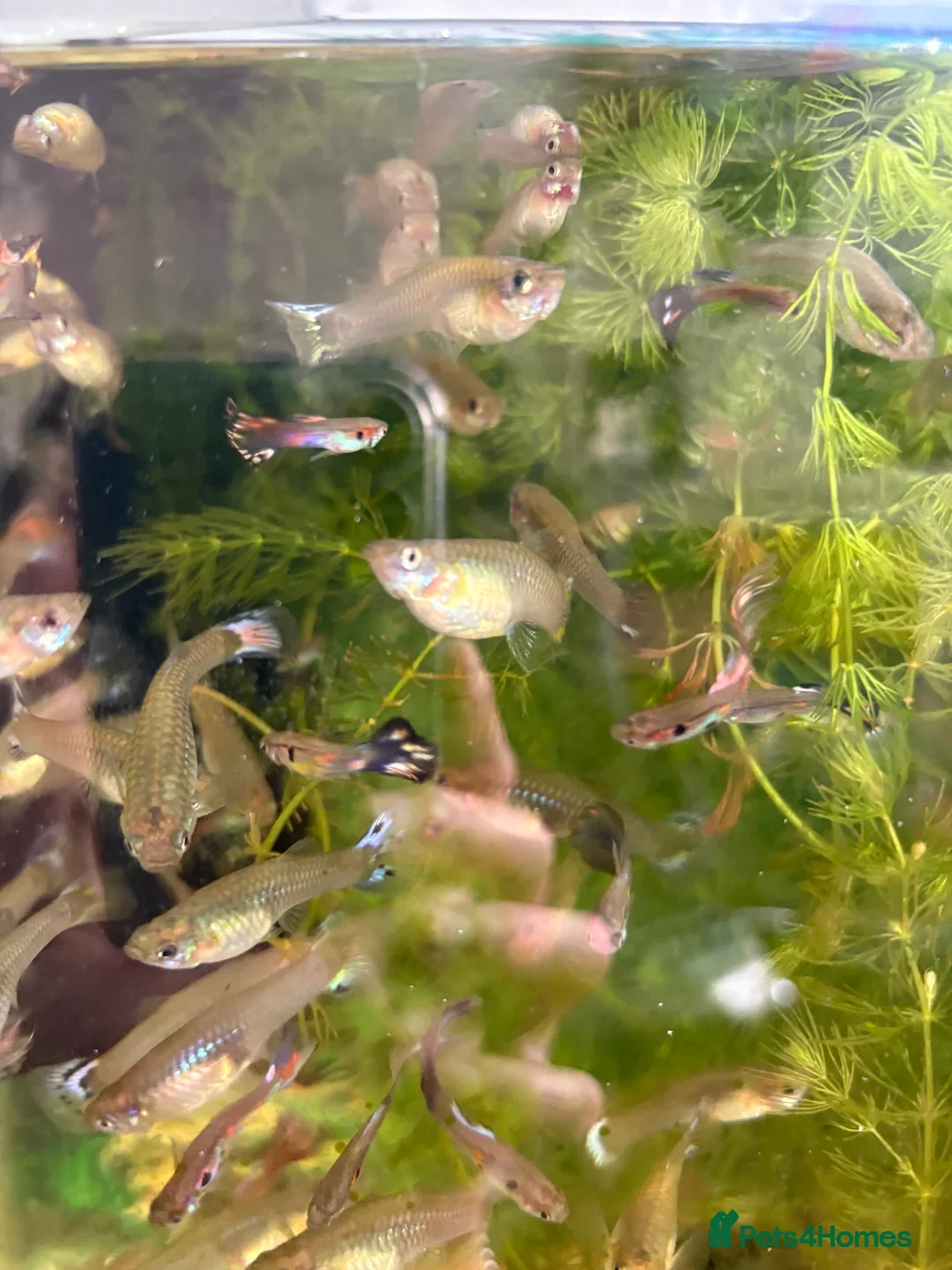 Other/Mixed Breed fish for sale: Assorted guppy fry £2 each - Image 7