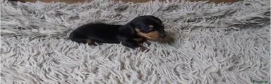 Pup 1 Black & Tan Boy