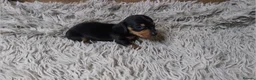 Miniature Dachshund dogs for sale: Mini Dachshund Puppies KC Ready start of March 🐾 - Advert 9