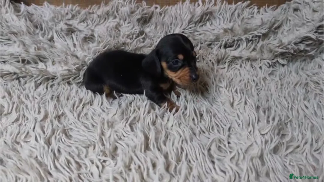Miniature Dachshund dogs for sale: Mini Dachshund Puppies KC Ready start of March 🐾 - Advert 9