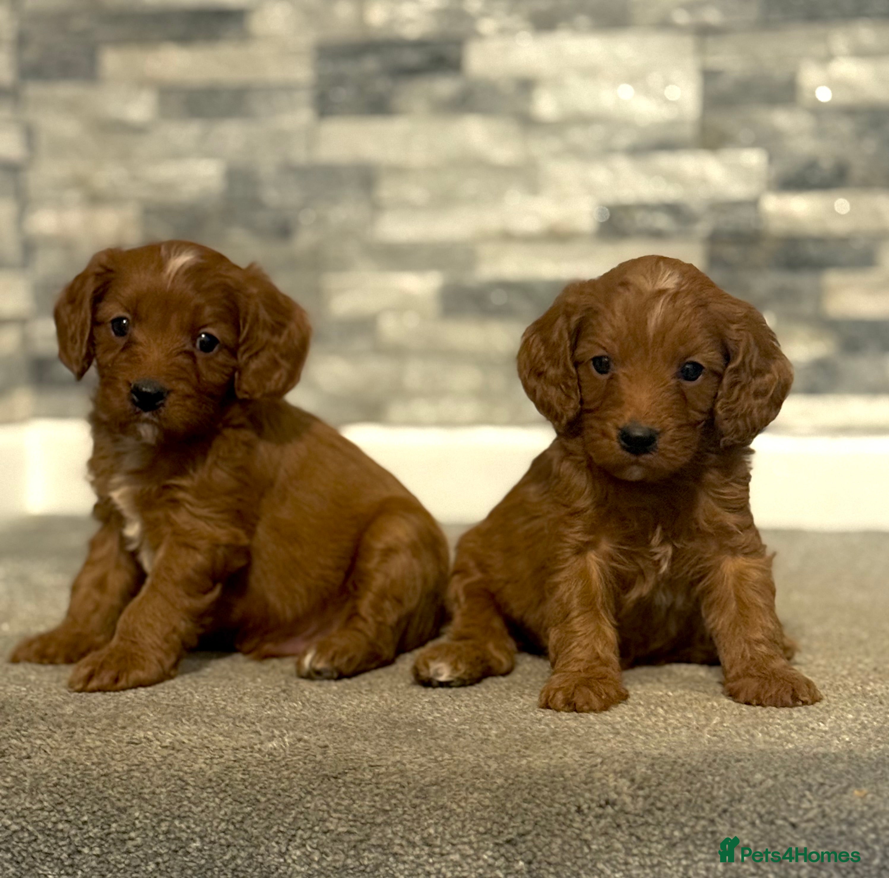 Cavapoo dogs Rich dark fox red cavapoos  - Advert 5