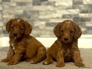 Cavapoo dogs Rich dark fox red cavapoos - Advert 3