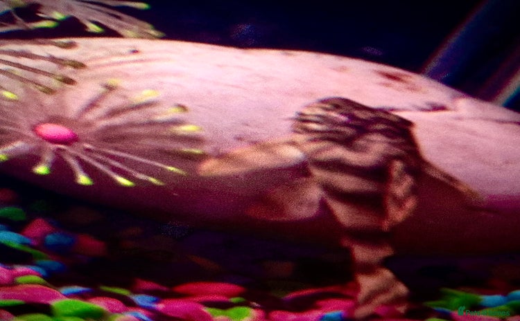 Plecos fish - Advert 3