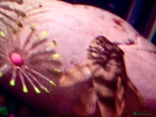 Plecos fish - Advert 5