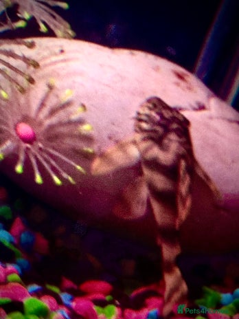 Plecos fish - Advert 3