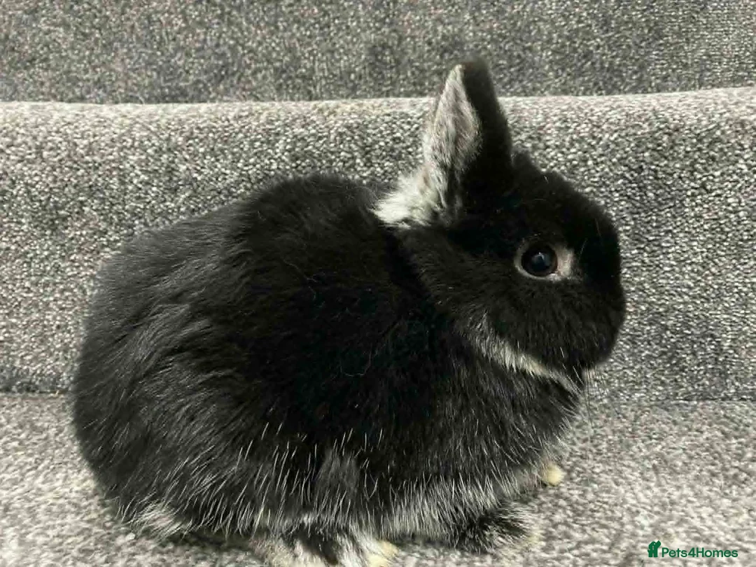 Netherland Dwarf rabbits for sale: netherland dwarfs ...8 weeks old..middlesbrough in Middlesbrough - Advert 2