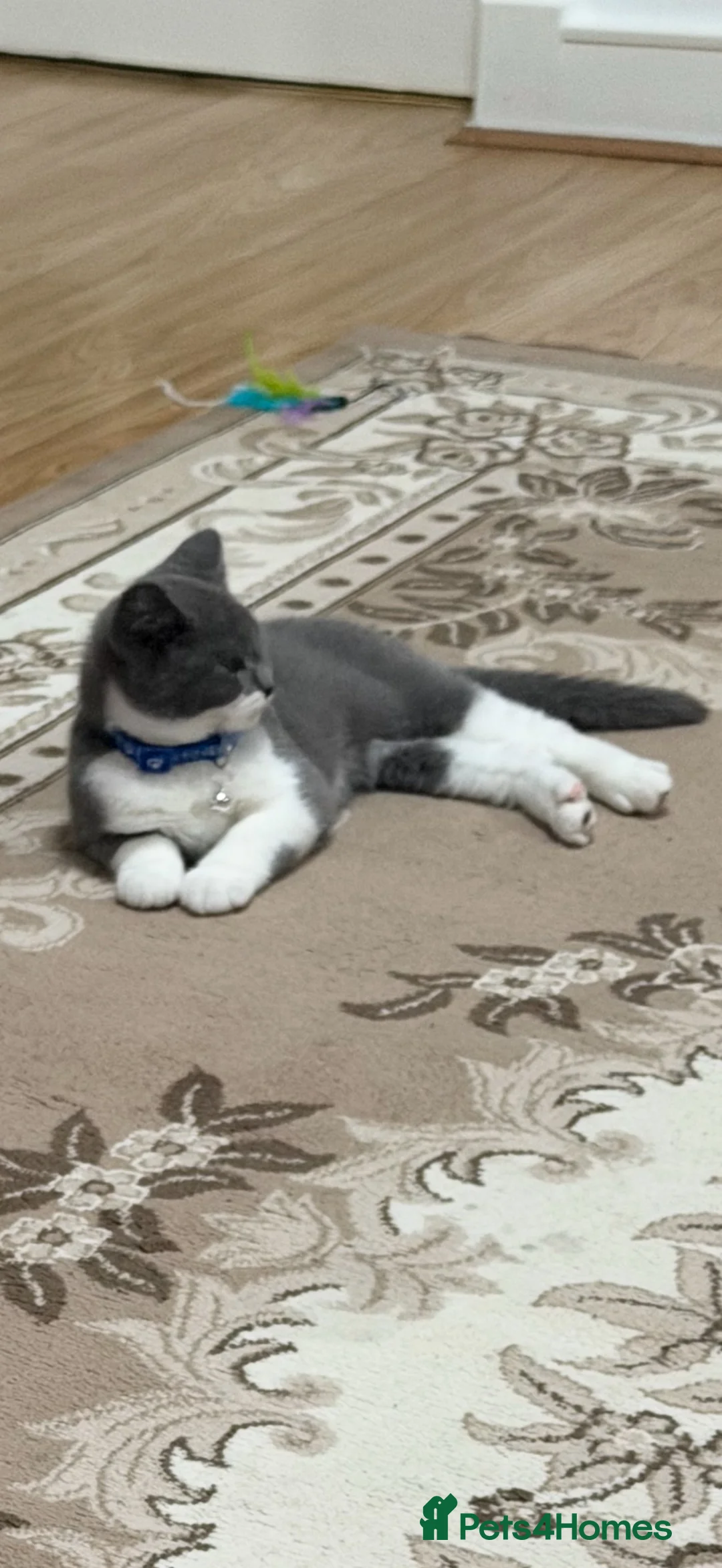 Scottish Fold cats for sale: Beautiful Grey & White Male Kitten Full Vaccinated - Advert 6