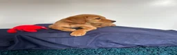Golden Retriever dogs for sale:  Beautiful red golden retrievers 2 girls  2 boys - Advert 6