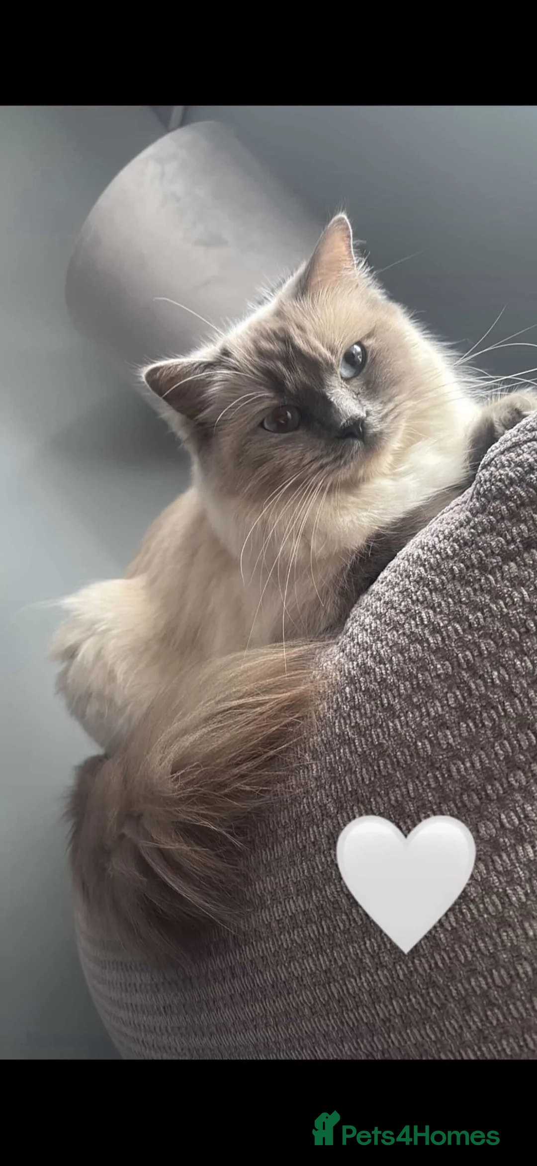 Ragdoll cats for sale: Ragdoll/cross kittens  - Advert 2