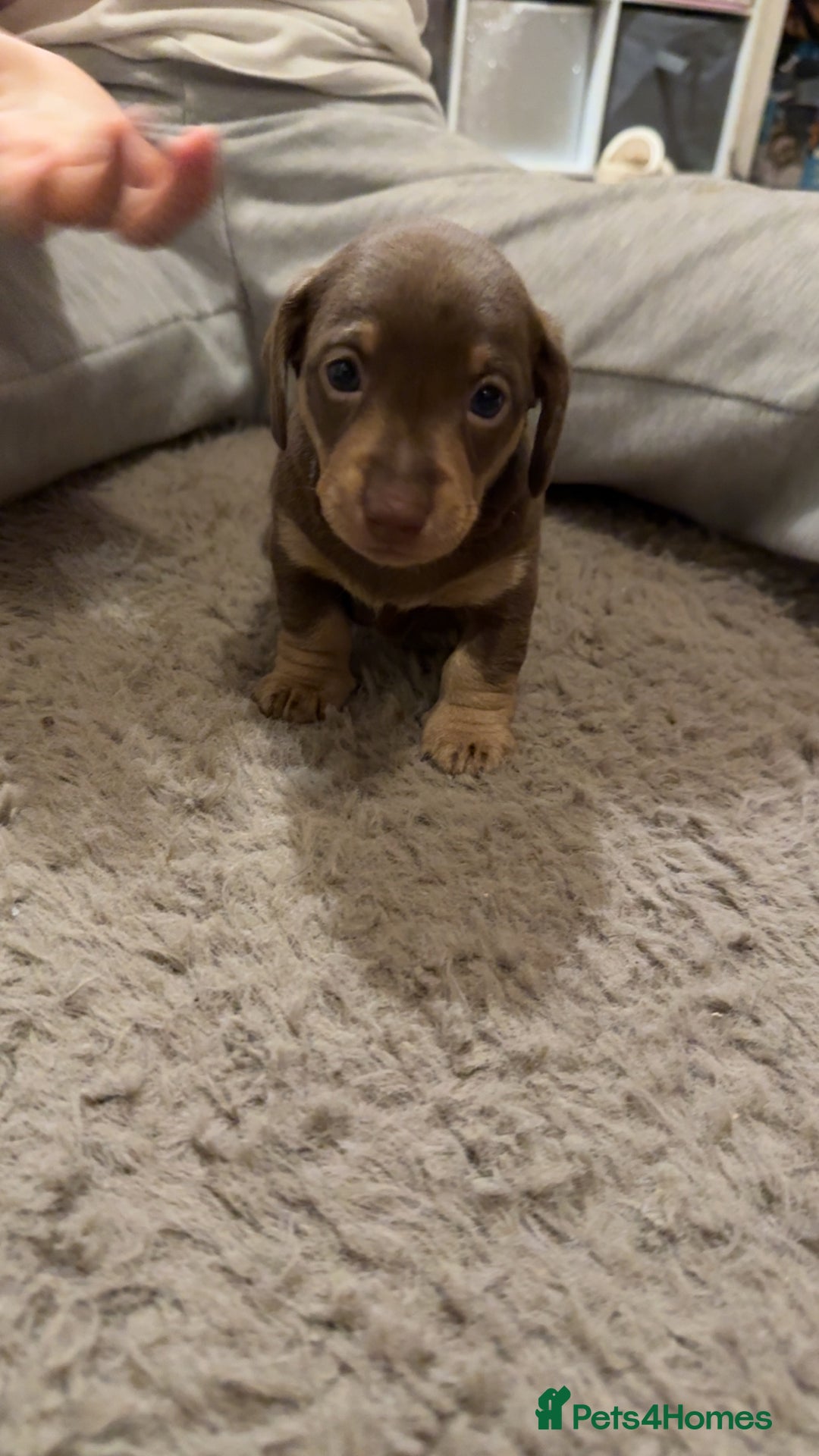 Miniature Dachshund dogs for sale:  Chocolate miniature dachshund  - Advert 10