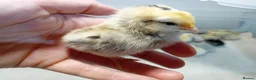 Chickens poultry for sale: ✨ Super Tame Serama Chicks Available ✨ - Advert 4