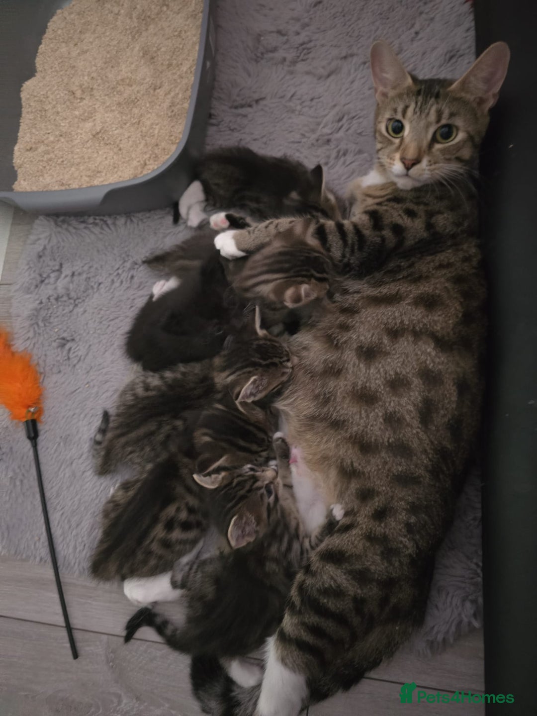 Domestic Shorthair cats for sale: 🐾Playful Kittens -Tabby or black/white🐾 - Image 16