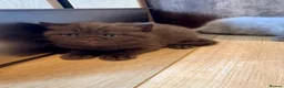 British Shorthair cats for sale: 🐾 British shorthair kitten for sale 🐾 - Advert 18