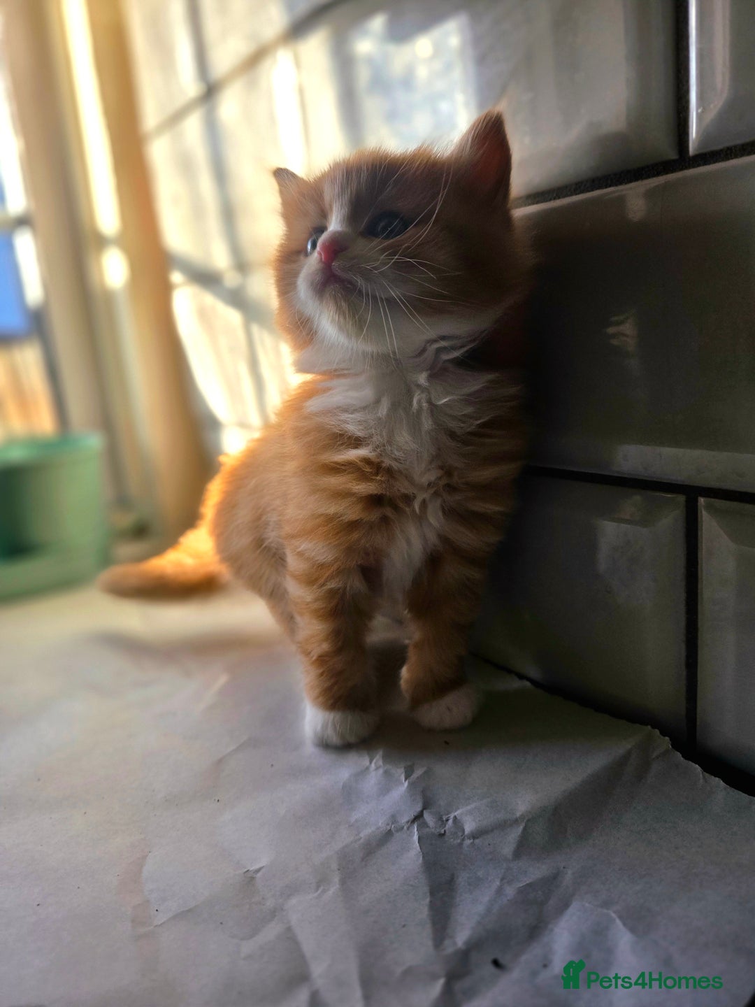 European cats for sale: Adorable Ginger Kitten Looking for Home - Advert 3