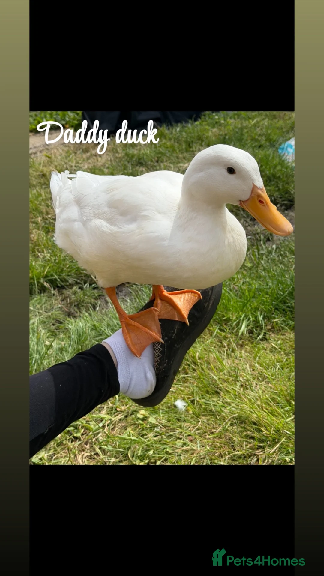 Ducks poultry for sale: Fertilised duck eggs  in Rochester - Advert 2