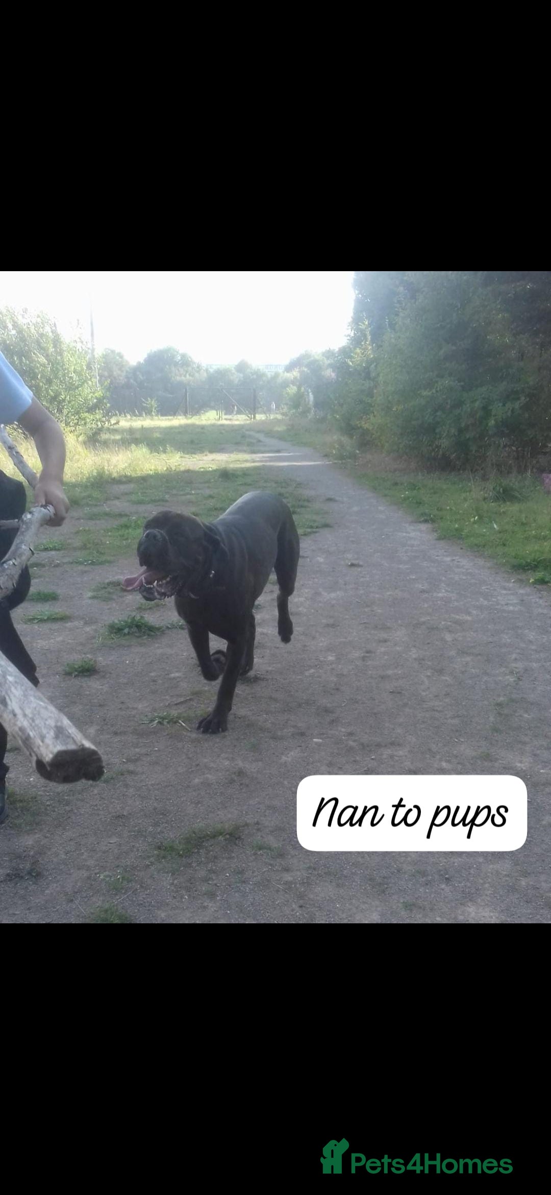 Mixed Breed dogs for sale: Beautiful Molesser Mastiff pups - Image 18
