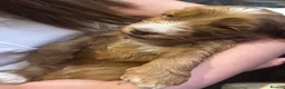 Mixed Breed dogs for sale: 7 week Cockadoodles. Reduced Price.  - Advert 28