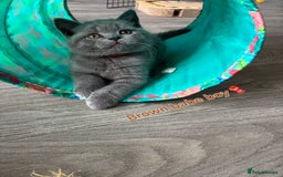 British Shorthair cats for sale: Blue British short hair kittens  in Braintree - Image 26