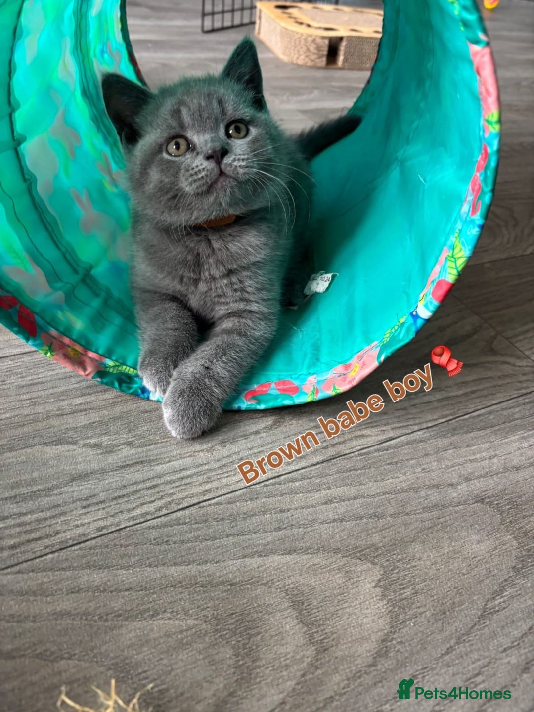 British Shorthair cats for sale: Blue British short hair kittens  in Braintree - Image 26