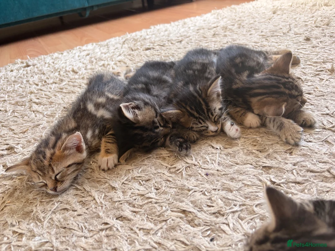 Bengal cats for sale: Beautiful Bengal × Norwegian Forest Kittens in Wallington - Advert 2