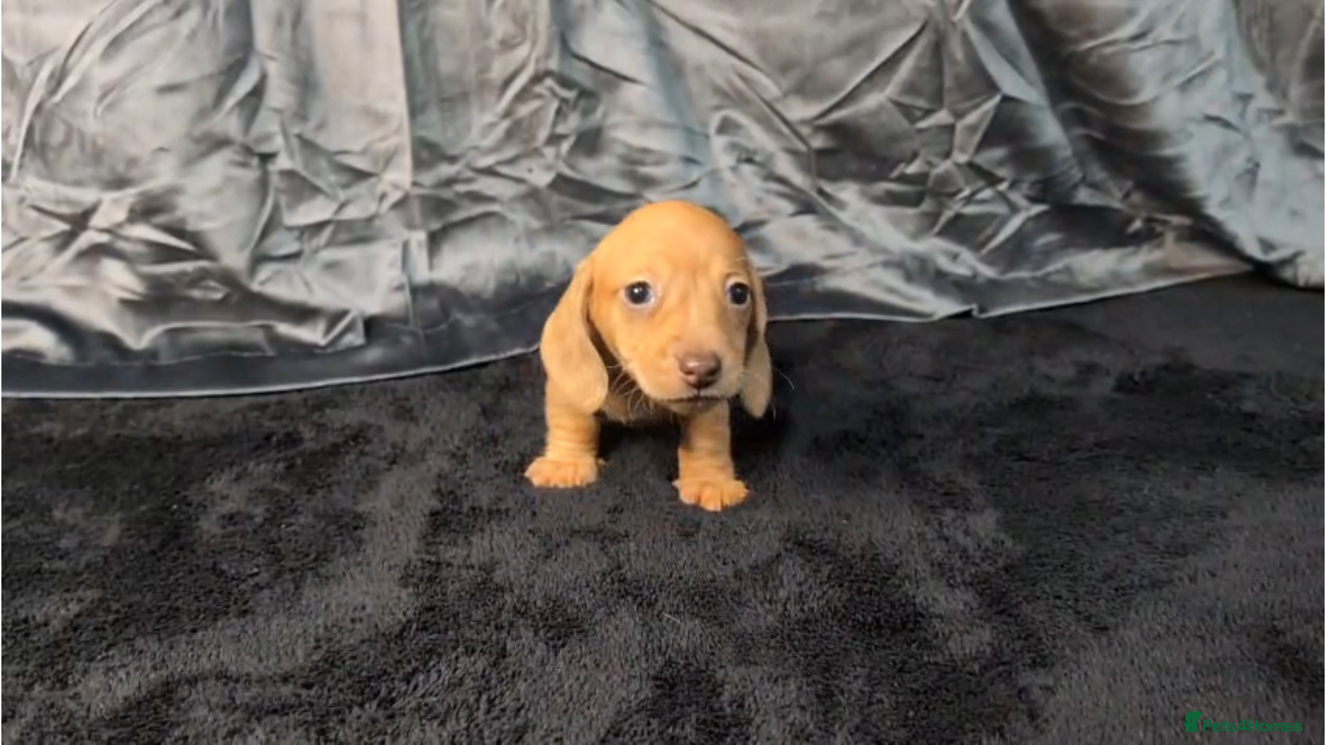 Miniature Dachshund dogs KC registered Smooth Hair Mini Dachshund Puppies  - Advert 1