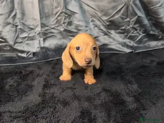 Miniature Dachshund dogs KC registered Smooth Hair Mini Dachshund Puppies - Advert 1