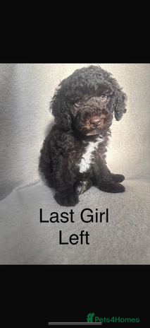 Cockapoo dogs - Advert 6