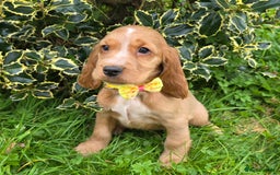 Cocker Spaniel dogs for sale: KC Registered Show Type Cocker Spaniels  - Image 3