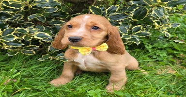 Cocker Spaniel dogs - Advert 9