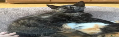 Maine Coon Kitten 4 - reserved 