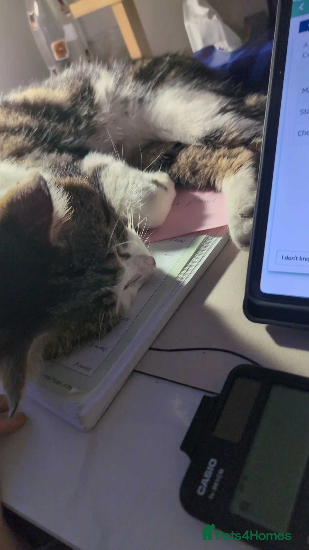 Bengal cats for sale: Beautiful Male Tabby cat- Shado in Liverpool - Advert 5