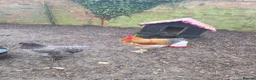 Chickens poultry for sale: 2 x Brahma boys for sale in Spalding - Advert 4