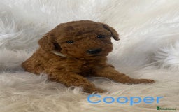 Miniature Poodle dogs for sale: Gorgeous Red Minature Poodles Puppies  - Image 32
