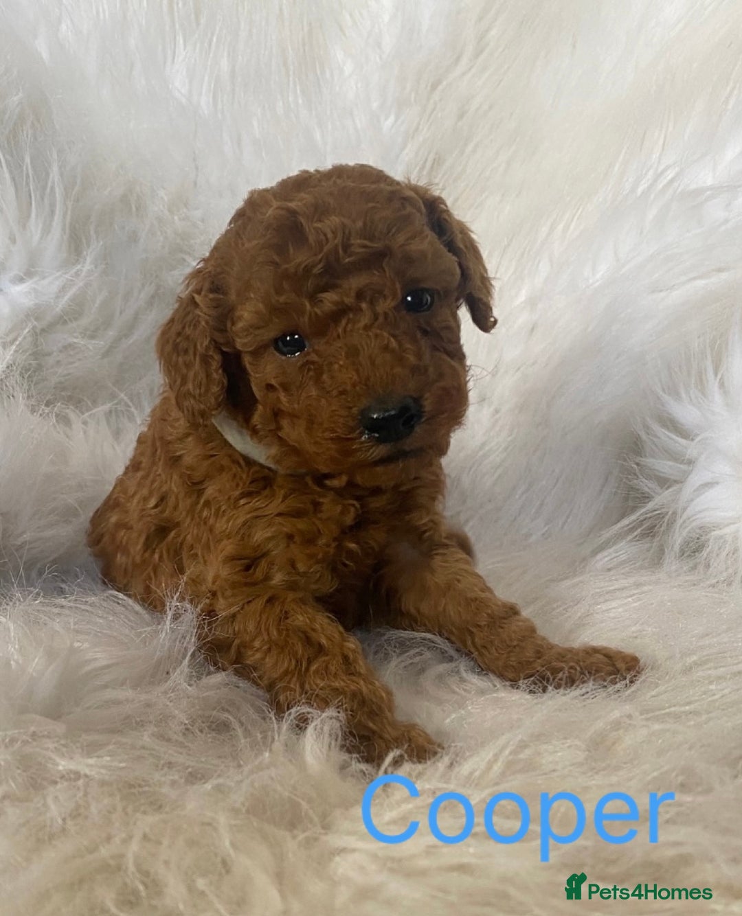Miniature Poodle dogs for sale: Gorgeous Red Minature Poodles Puppies  - Image 32