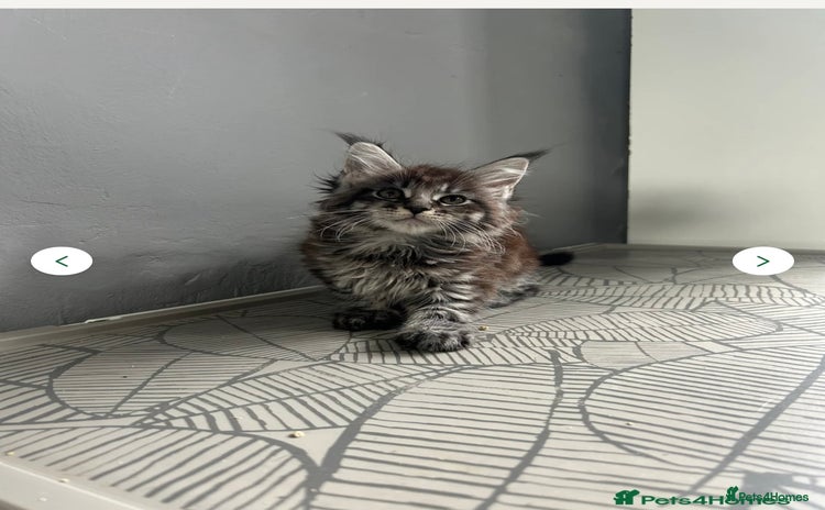 Maine Coon cats - Advert 14