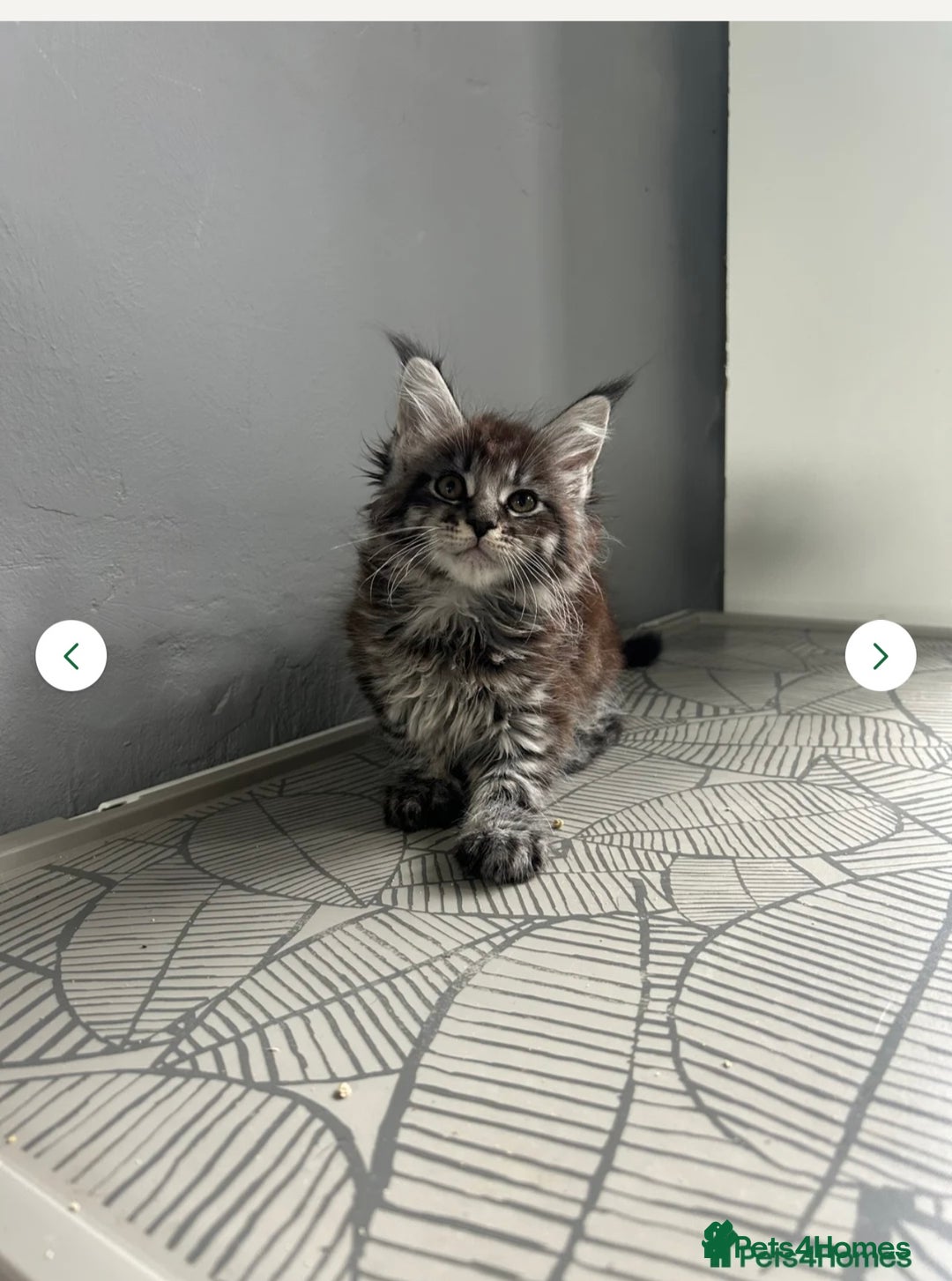 Maine Coon cats for sale: maine coon  - Image 1