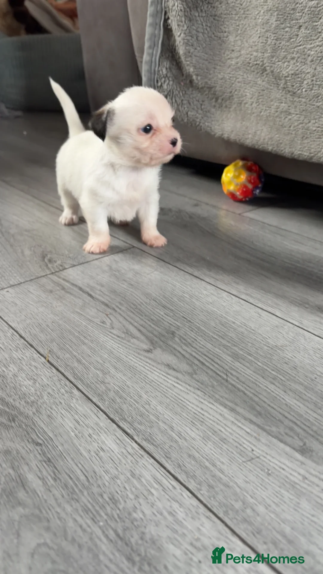 Mixed Breed dogs for sale: Shihtzu x chihuahua  in Bargoed - Advert 5