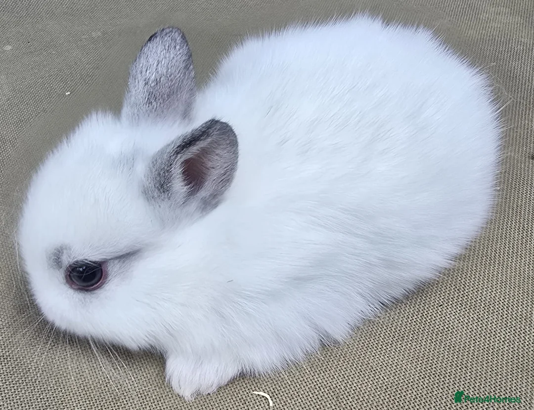 Mixed Breed rabbits for sale: Netherland / Lop Dwarf Bunnies in Liverpool - Advert 2