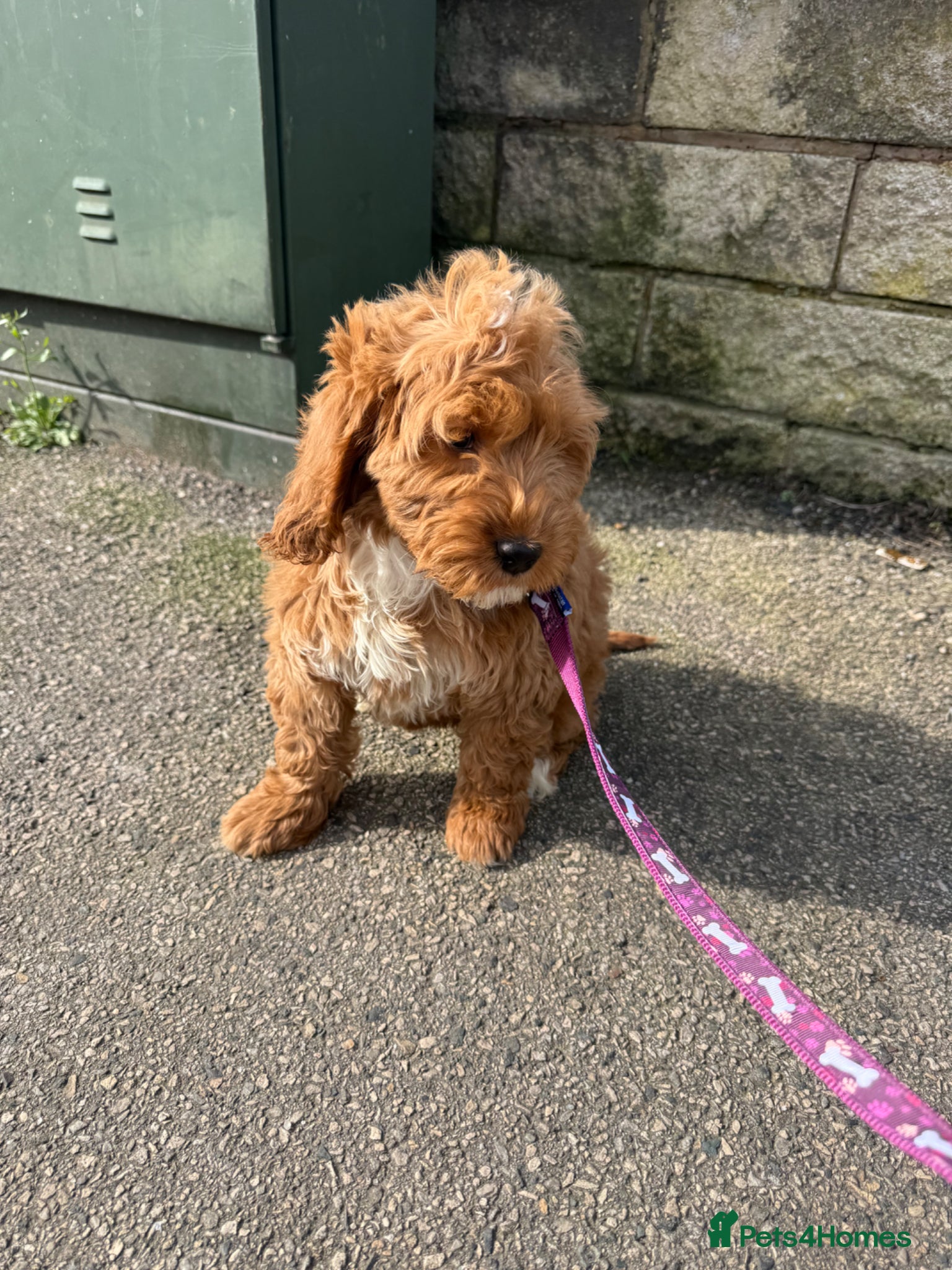 Cockapoo dogs for sale: Ginger the Cockapoo - Advert 4