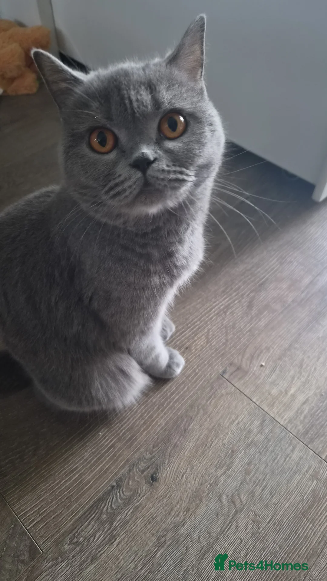 British Shorthair cats for sale: British kitten  in Wolverhampton - Advert 1