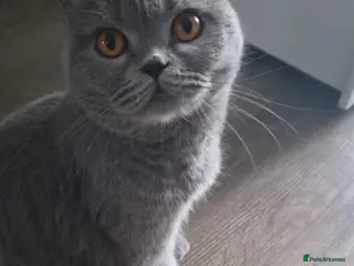 British Shorthair cats British kitten - Advert 3