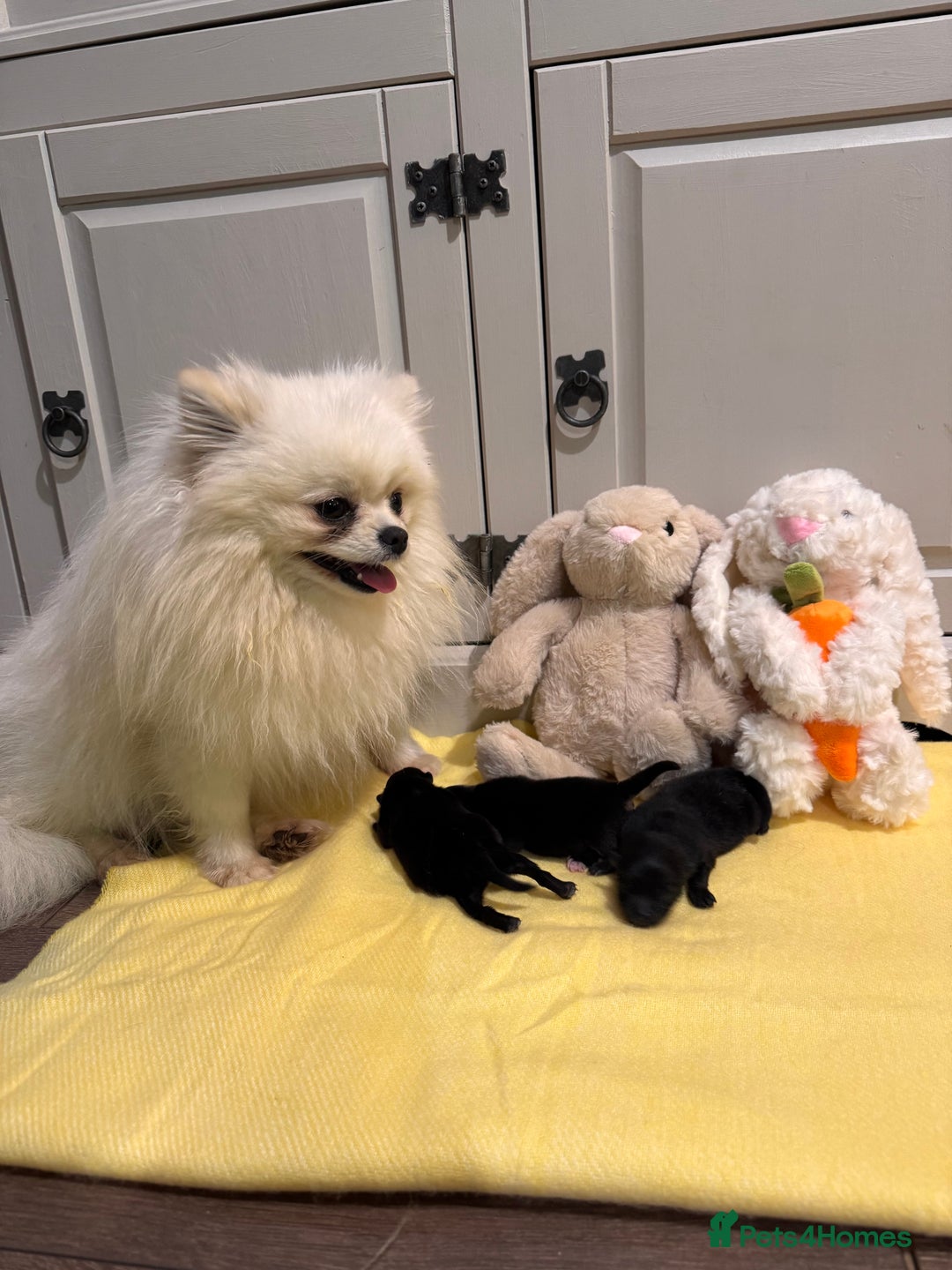 Pomeranian dogs for sale: Black and Tan females 🩷🎀 - Advert 1