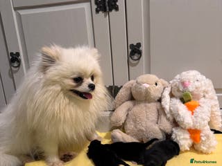 Pomeranian dogs Black and Tan females 🩷🎀 - Advert 5