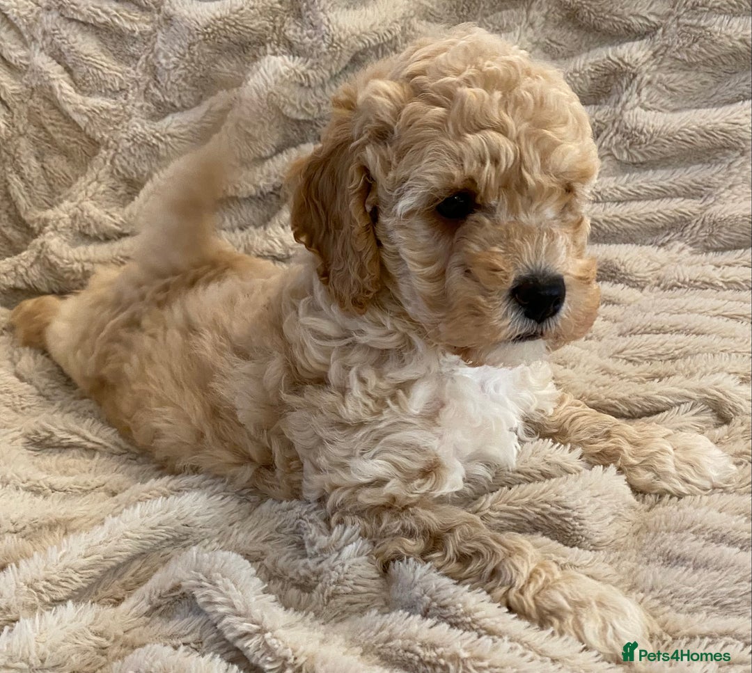 Cavapoo dogs for sale: Gorgeous Teddybear Cavapoo Puppies health checked  - Advert 28