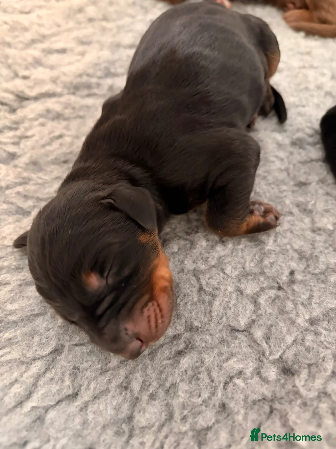 Dobermann dogs for sale: KC Registered Doberman Puppies | Health Tested 🐾 - Advert 4
