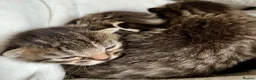 Bengal cats for sale: Glittery Bengal X With Famous References! - Advert 6