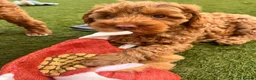 Australian Labradoodle dogs for sale: ♥️♥️price drop/Lovely girl/Australian labradoodle - Advert 15