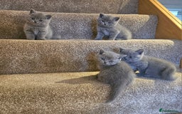 British Shorthair cats for sale: Beautiful Pedigree British Blue Kittens  🐾 - Advert 2